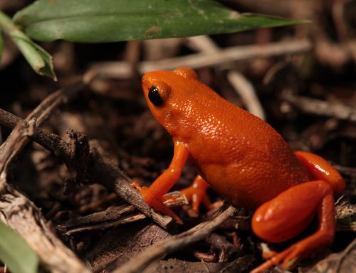 4,700 Mantella aurantiaca released into the Wild